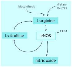 Arginine