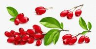 Berberine