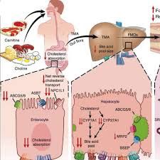 Carnitine