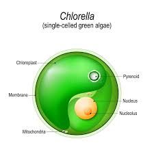 Chlorella