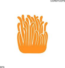 Cordyceps