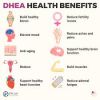 DHEA