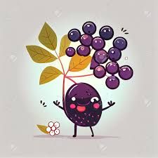 Elderberry