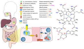 Methyl B-Complex