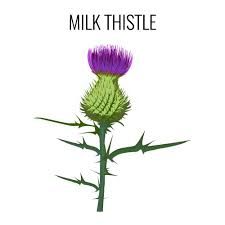 Milk Thistle