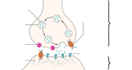 Nerve Support Pack