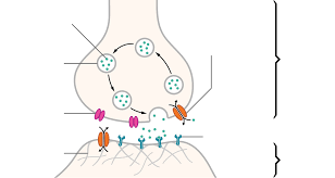 Nerve Support Pack