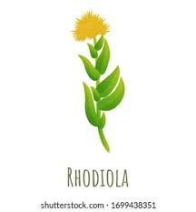 Rhodiola