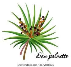 Saw Palmetto