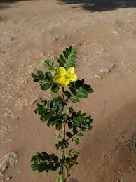 Tribulus